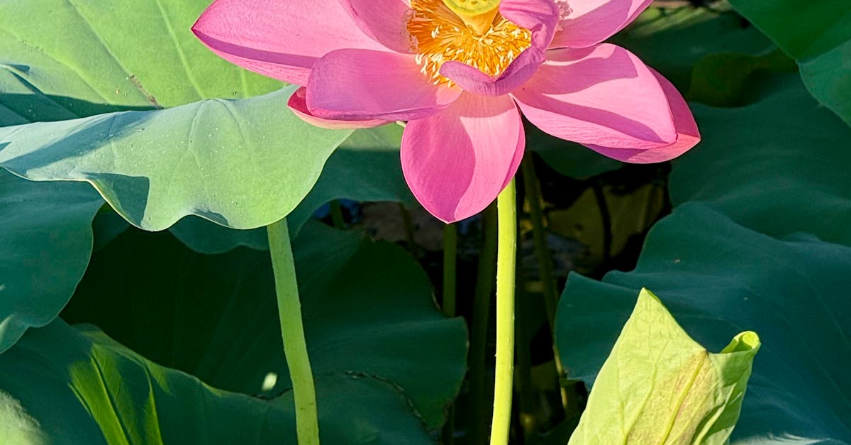 How do you say whole body in medical terms?